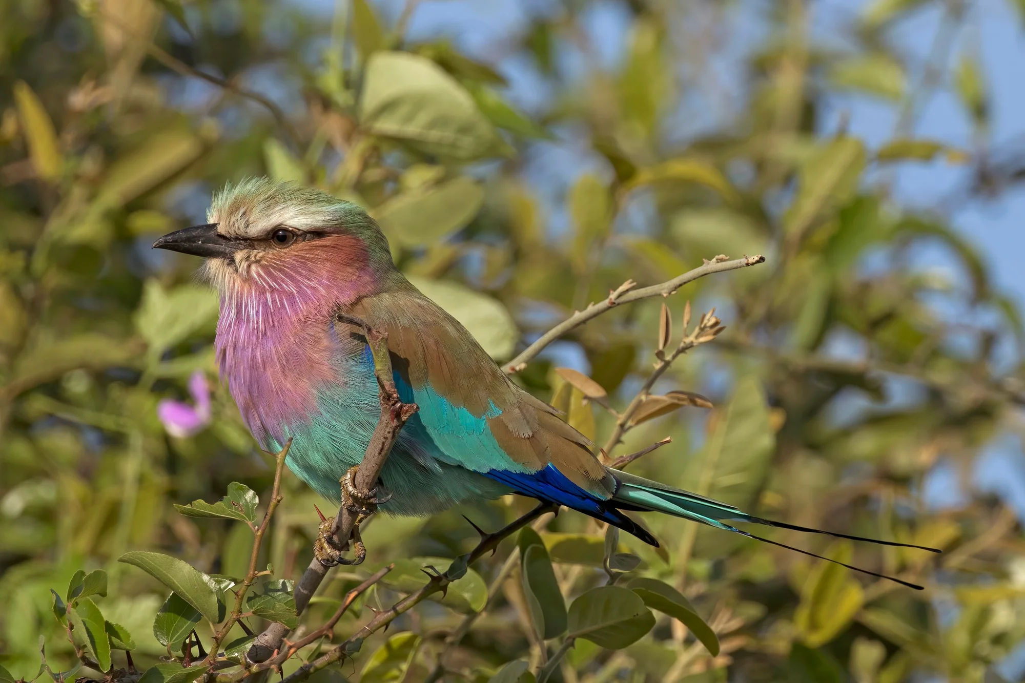 Botswana