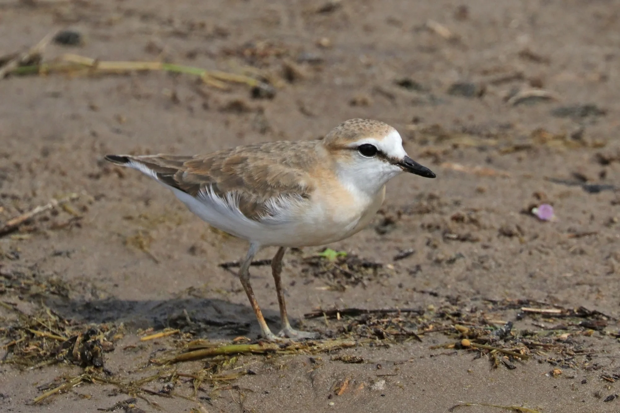 White-fronted plover ( Charadrius marginatus ) juvenile, Chobe National Park, Botswana