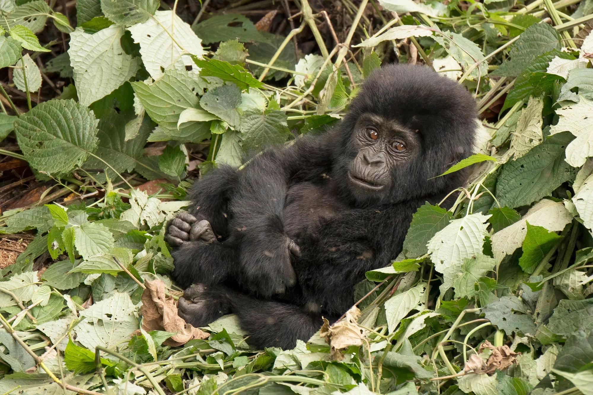 Mountain gorilla (Gorilla beringei beringei) 2-year-old, Mubare Group, Buhoma, Bwindi Impenetrable Forest, Uganda
