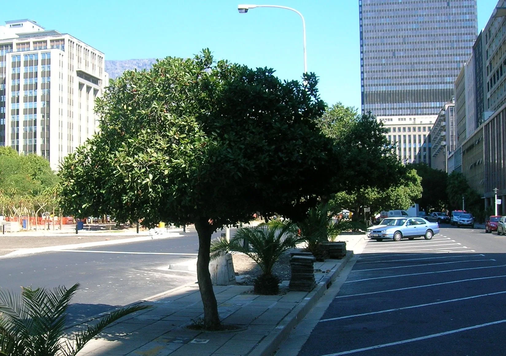 Sideroxylon inerme. Indigenous White Milkwood Trees used for city landscaping in Cape Town.