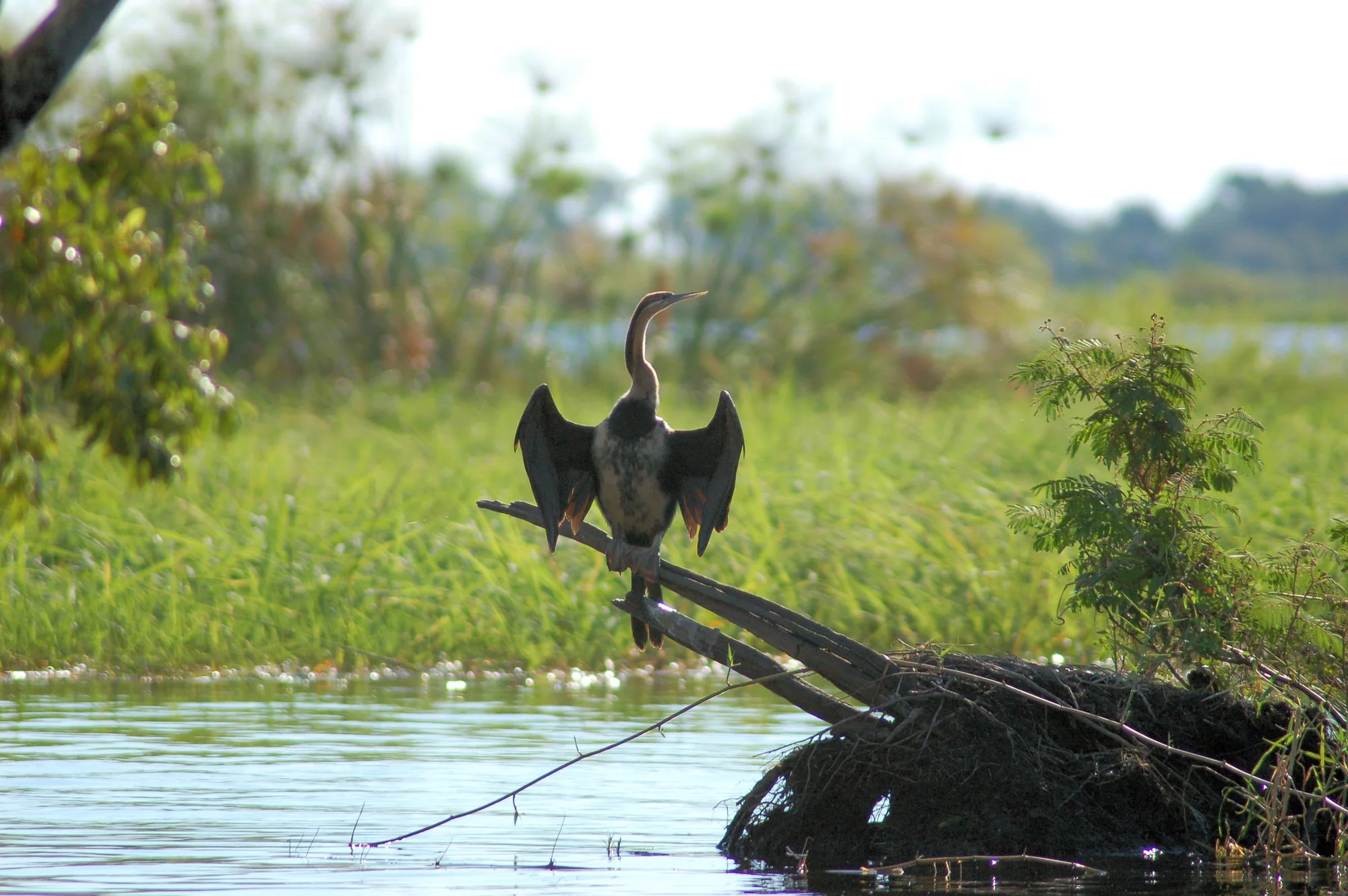 An African Darter by Chobe River front, Botswana. It is drying its wings.