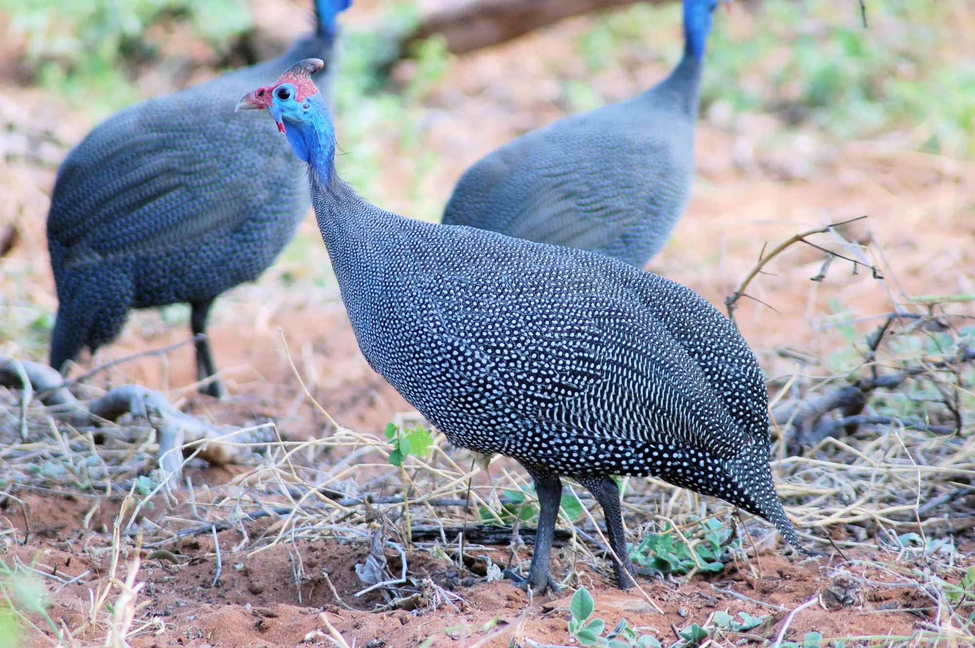 A Helmeted Guineafowl near Chobe River front, Botswana.