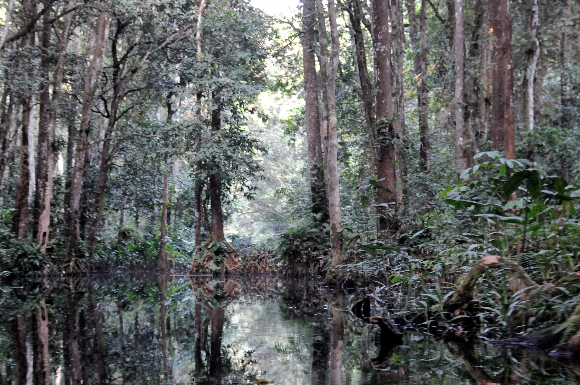 Flooded tropical rainforest in the Black Forest, an extensive swamp forest system in the southeastern part of Nouabalé-Ndoki National Park, Republic of the Congo.