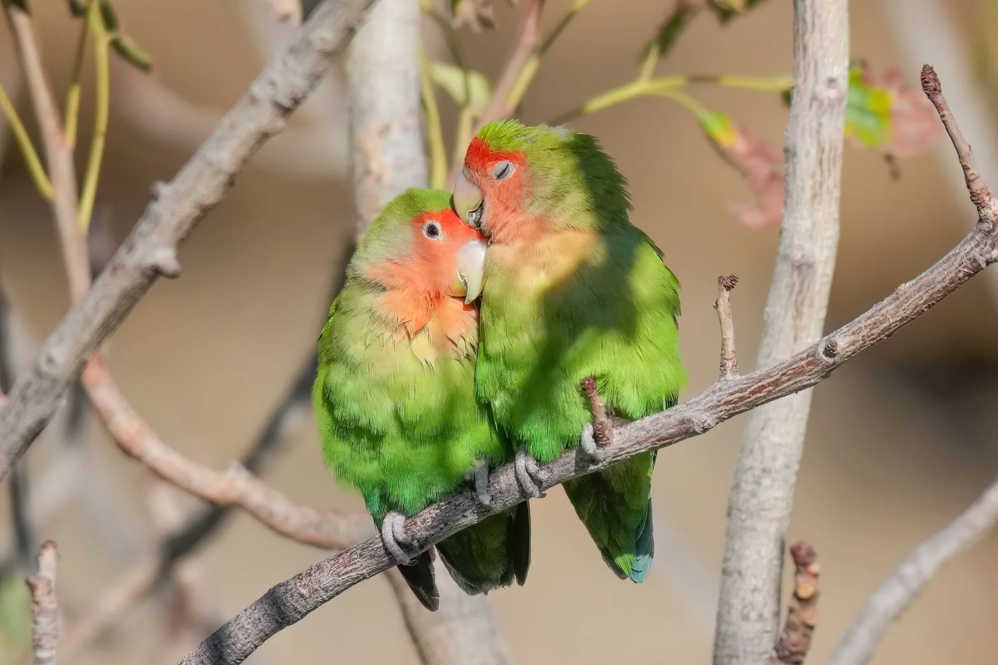 Rosy-faced lovebird couple cuddling in Damaraland, Namibia