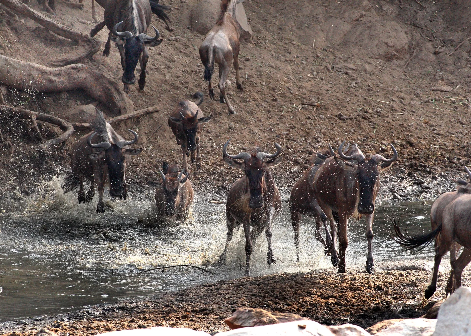 The wildebeest are crossing a small part of the Grumeti River in the western corridor in Serengeti. Experience the great wildebeest migration in the impressive Serengeti, view wild