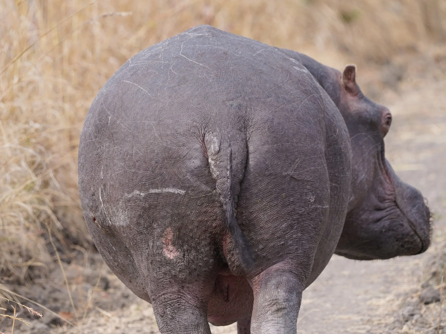 Rear of an adult hippopotamus (Hippopotamus amphibius capensis) in savannah close-up, right bank of Kafue River, Kafue Nat'l Park, Zambia