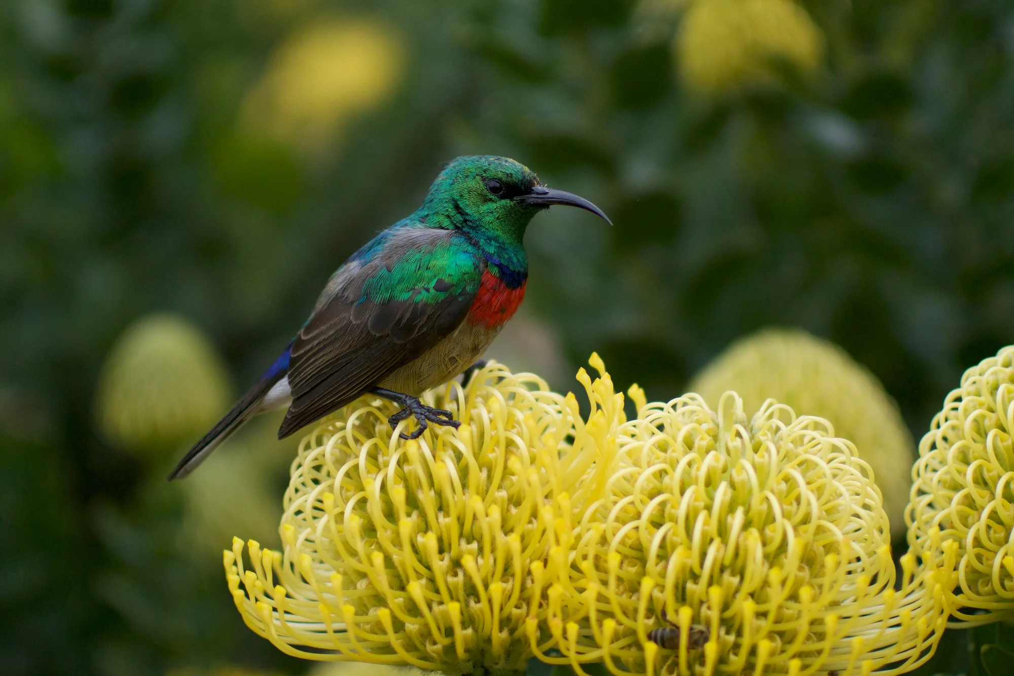 Kirstenbosch National Botanical Garden, Cape Town, South Africa