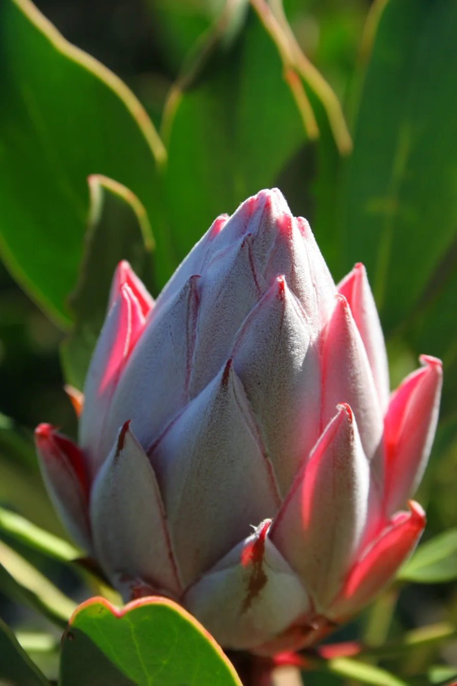 Protea bud Taken at Kirstenbosch South Africa