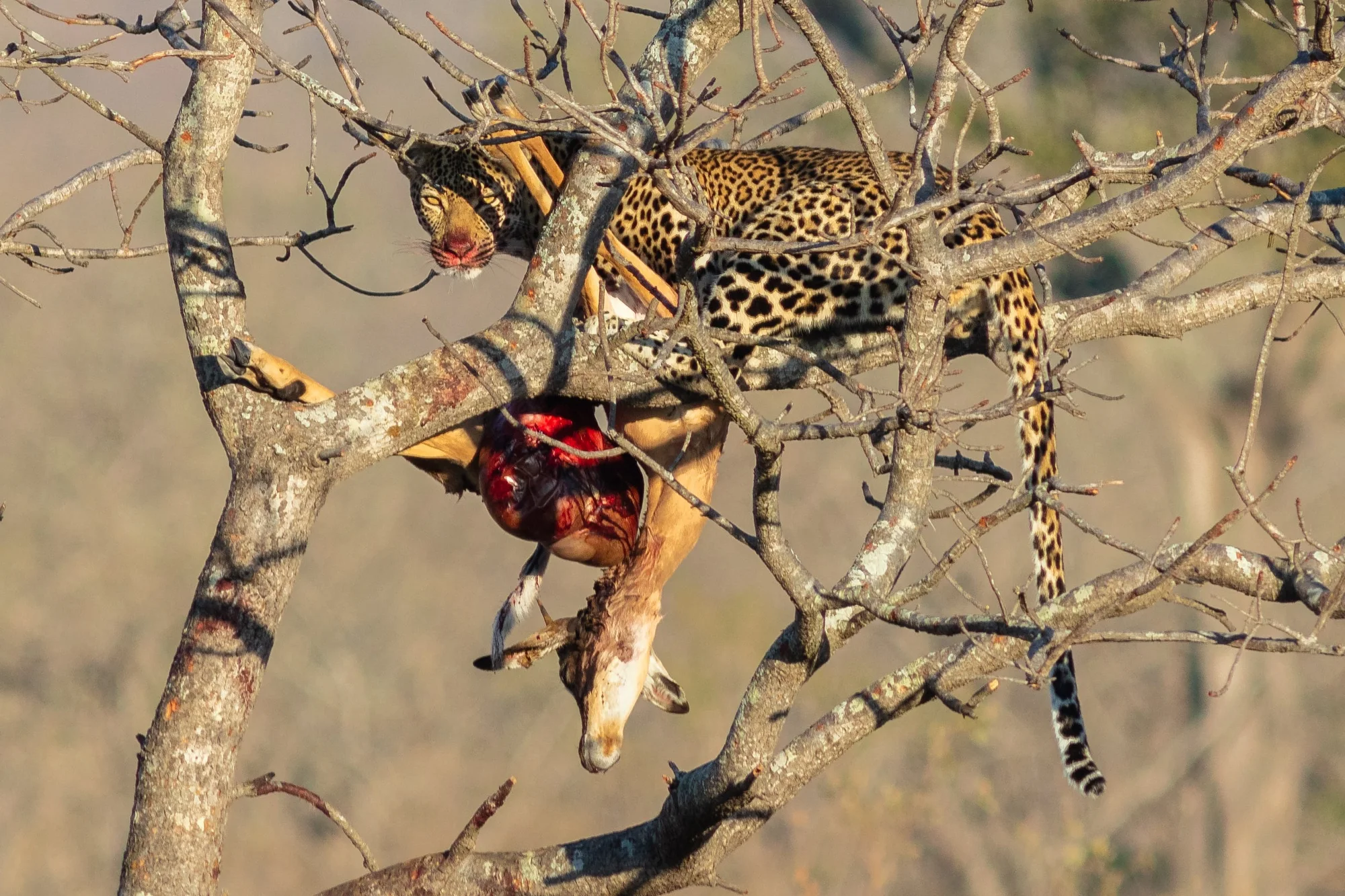 Leopard ( Panthera pardus ) devouring an antelope, Kruger National Park, South Africa