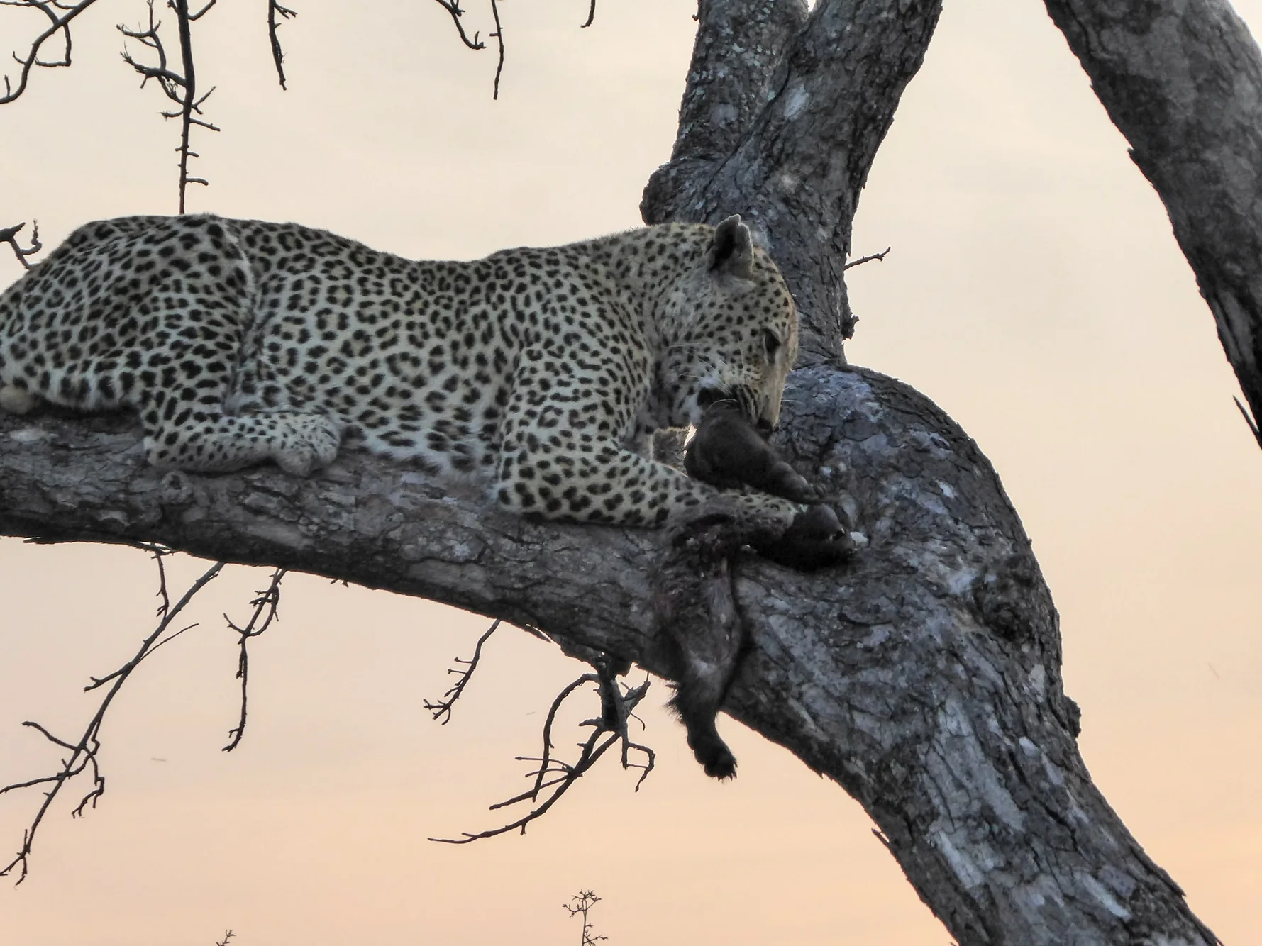 "Mvula" Leopard (Panthera pardus) with honey badger kill (Mellivora capensis)