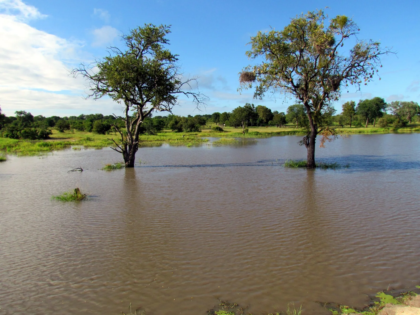 View on a dam in the Djuma Game Reserve, part of Sabi Sand Private Game Reserve, Mpumalanga, Kruger National Park