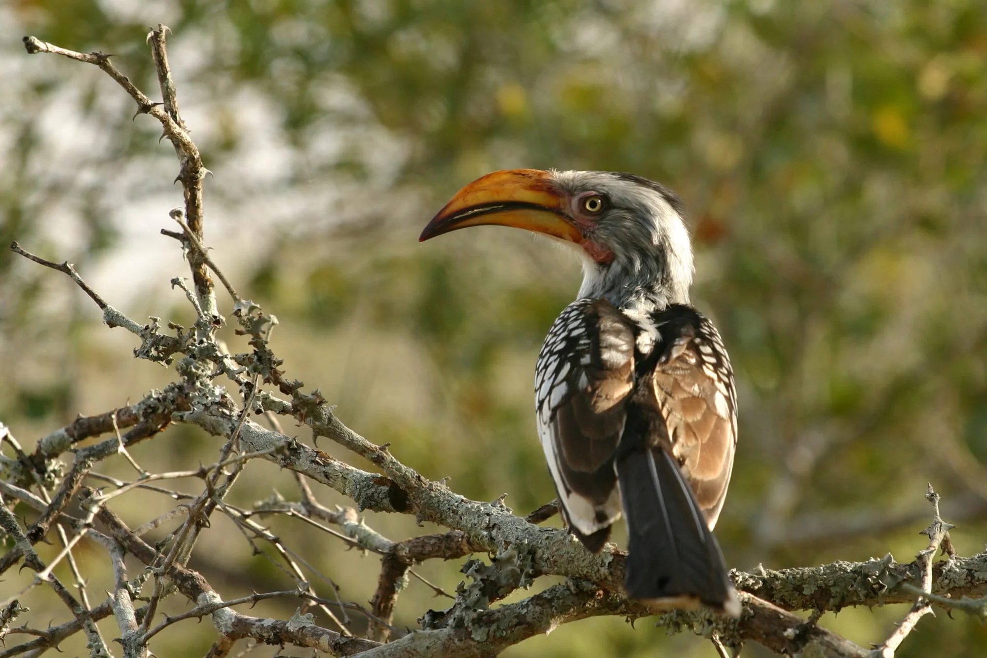 Southern Yellow-billed Hornbill ( Tockus leucomelas ) in Northern Sabi Sand, South Africa.