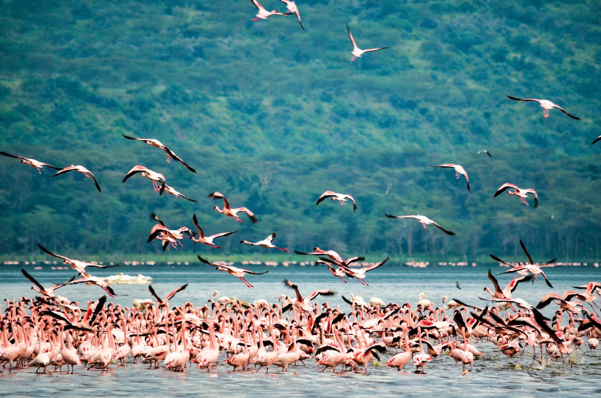 Flamingos on Lake Nakuru, Kenya