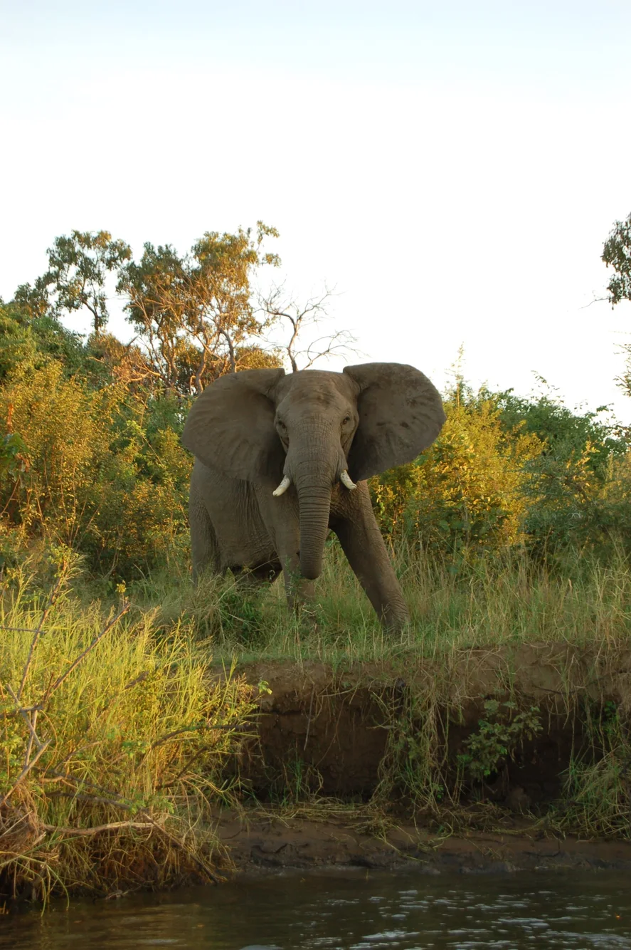 Lower Zambezi, Zambia