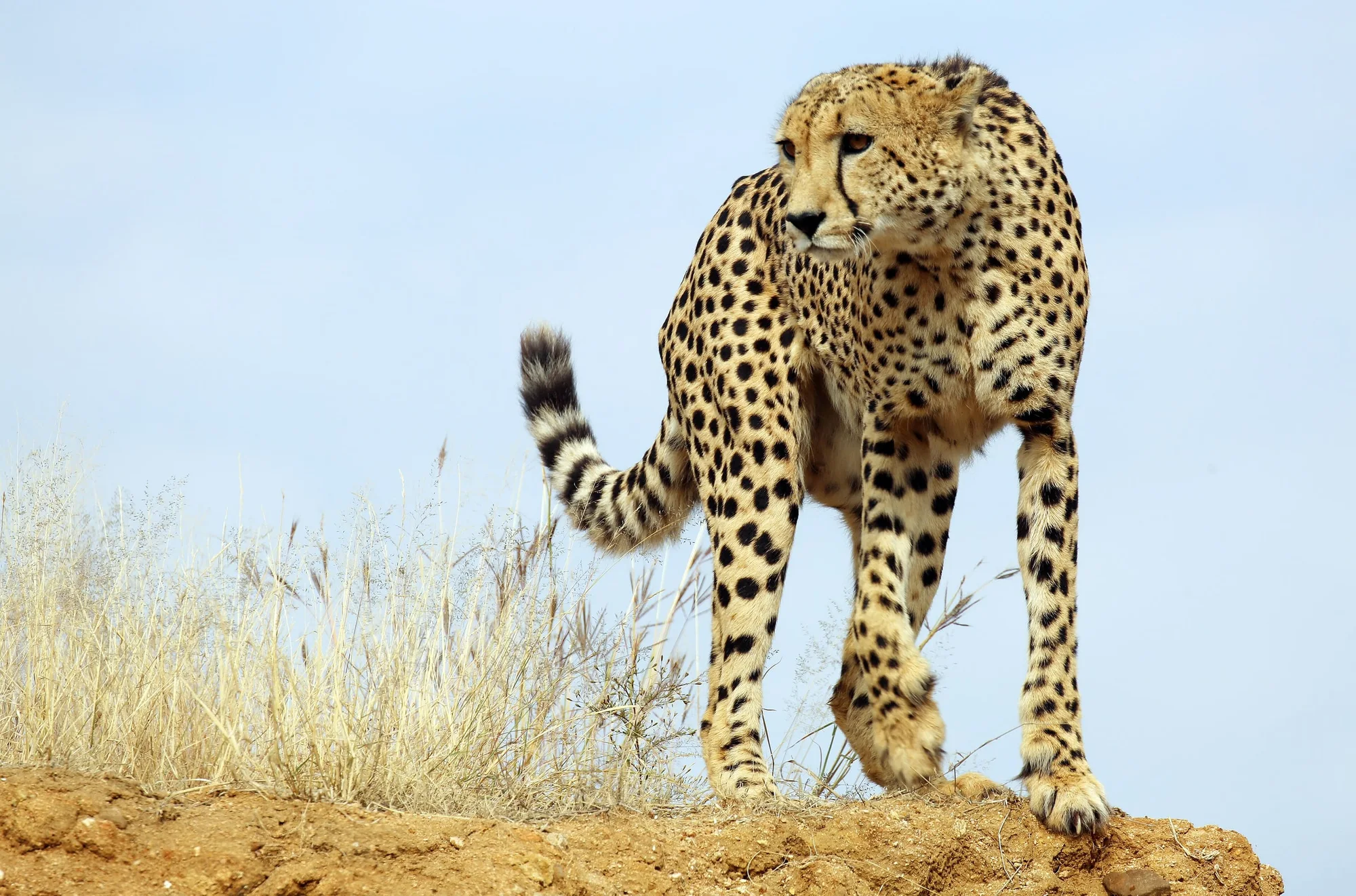 Mosetlha, Madikwe Game Reserve, South Africa