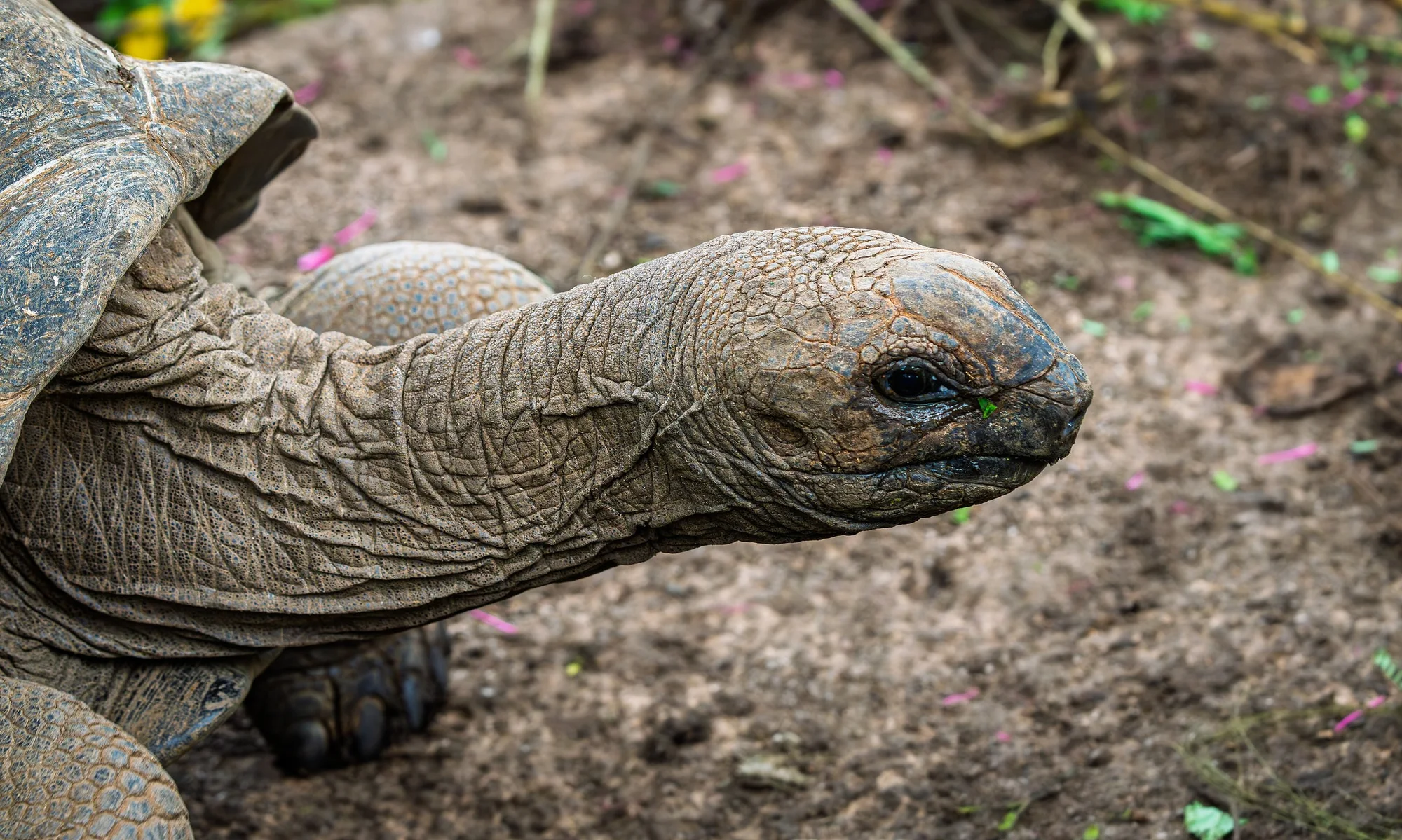 Aldabra Gigant Tortoise at Jardin du Roi, Mahe, Seychelles.