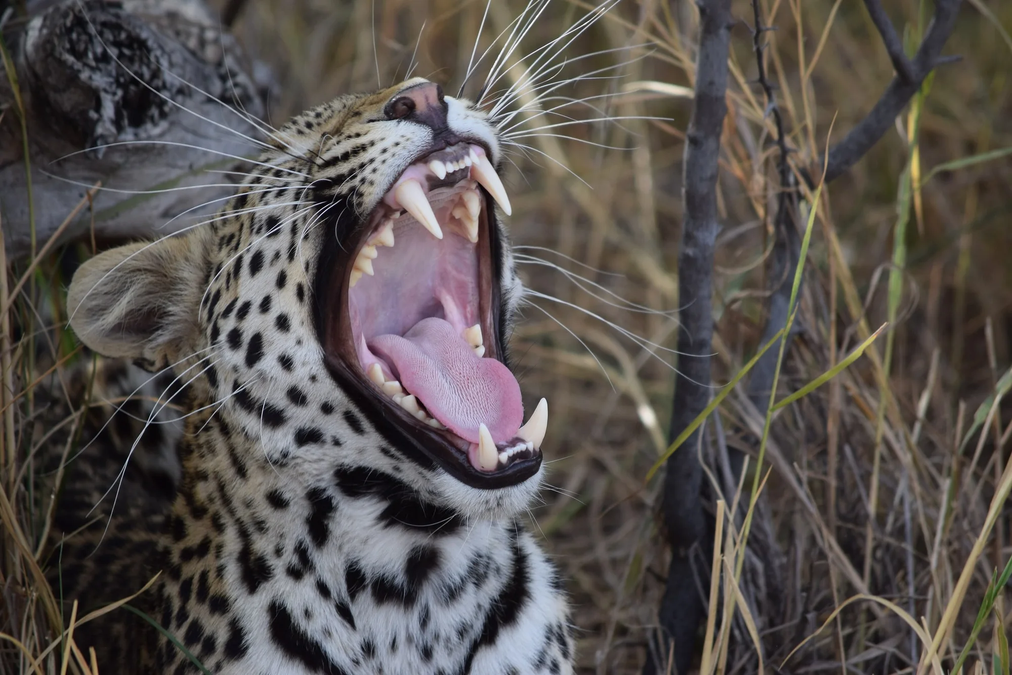 Okavango Delta, Botswana