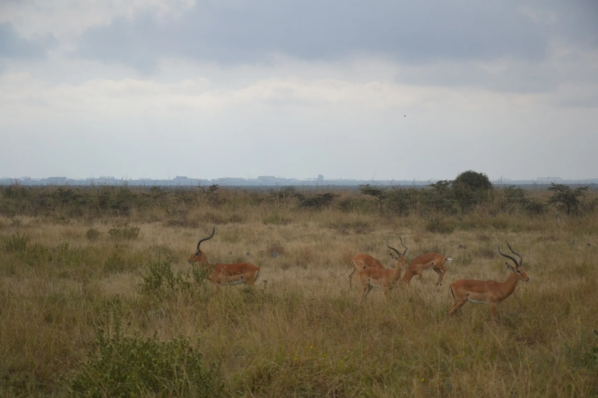 2 Antelopes standing and 2 fighting at Nairobi National Park
