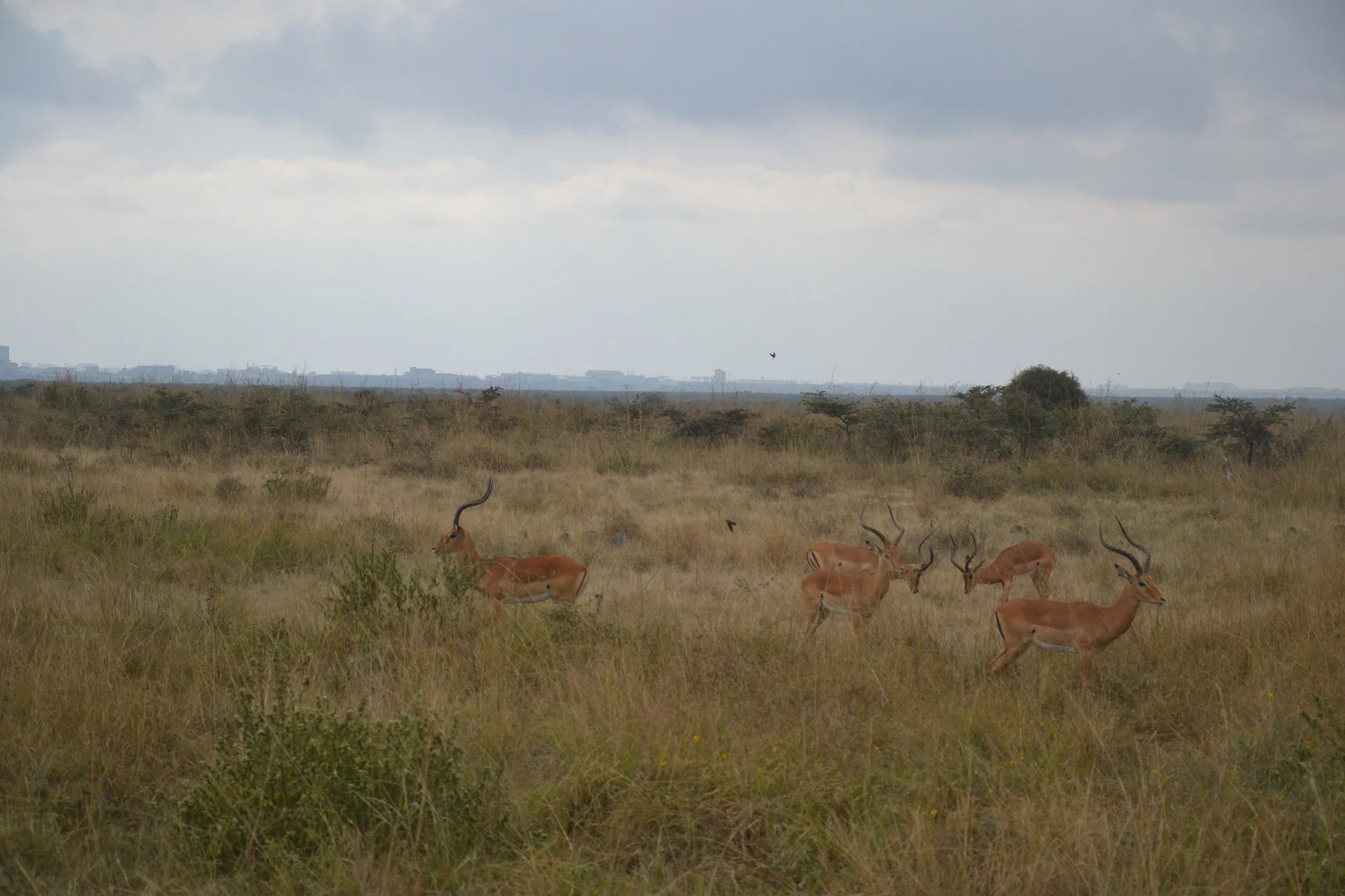 2 Antelopes standing and 2 fighting at Nairobi National Park