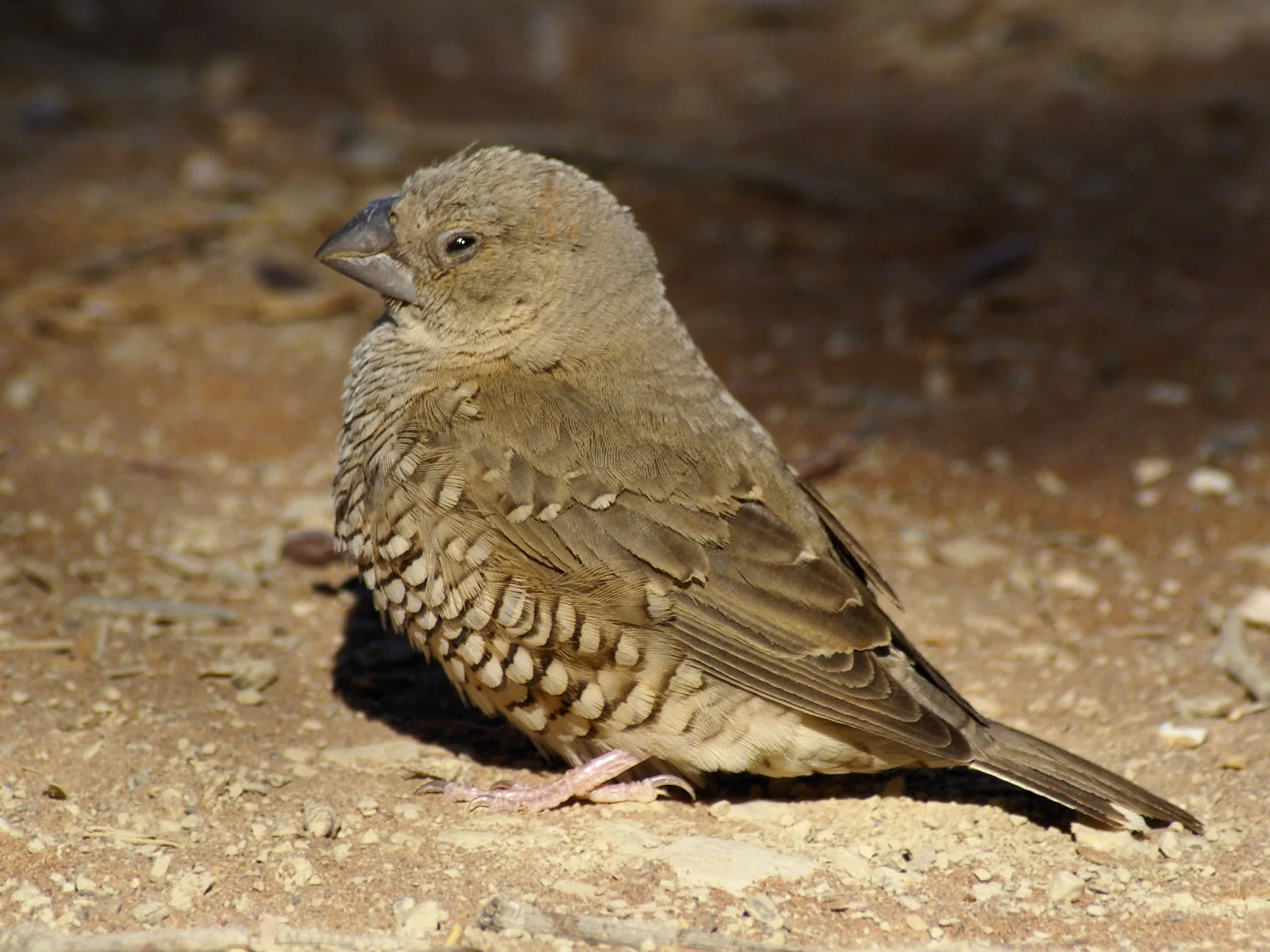 ♀ Red-headed Finch , at Sossusvlei, Namib desert, Namibia