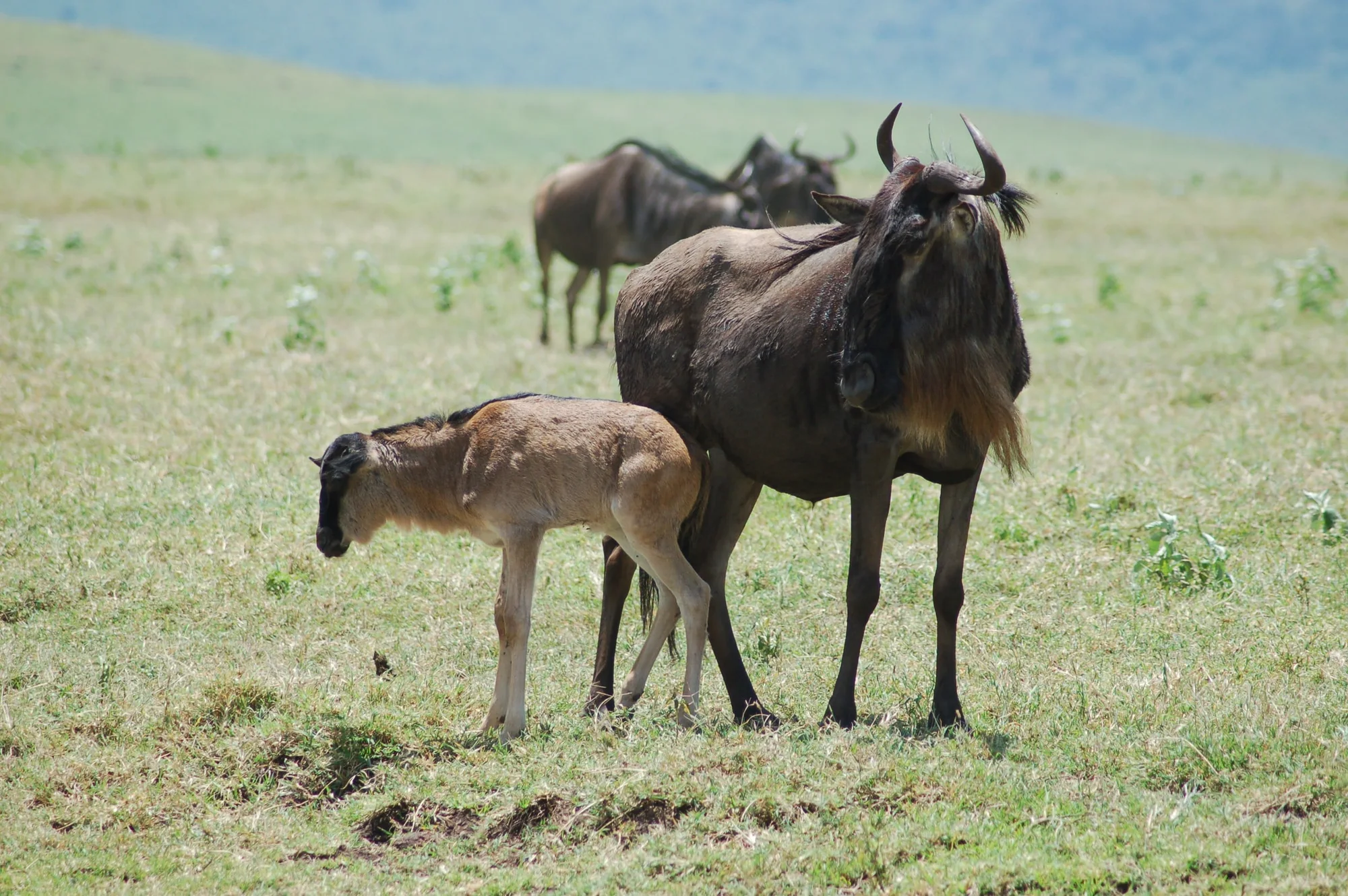 A Blue Wildebeest in Ngorongoro Crater, Tanzania. A mother with a calf are in the foreground.