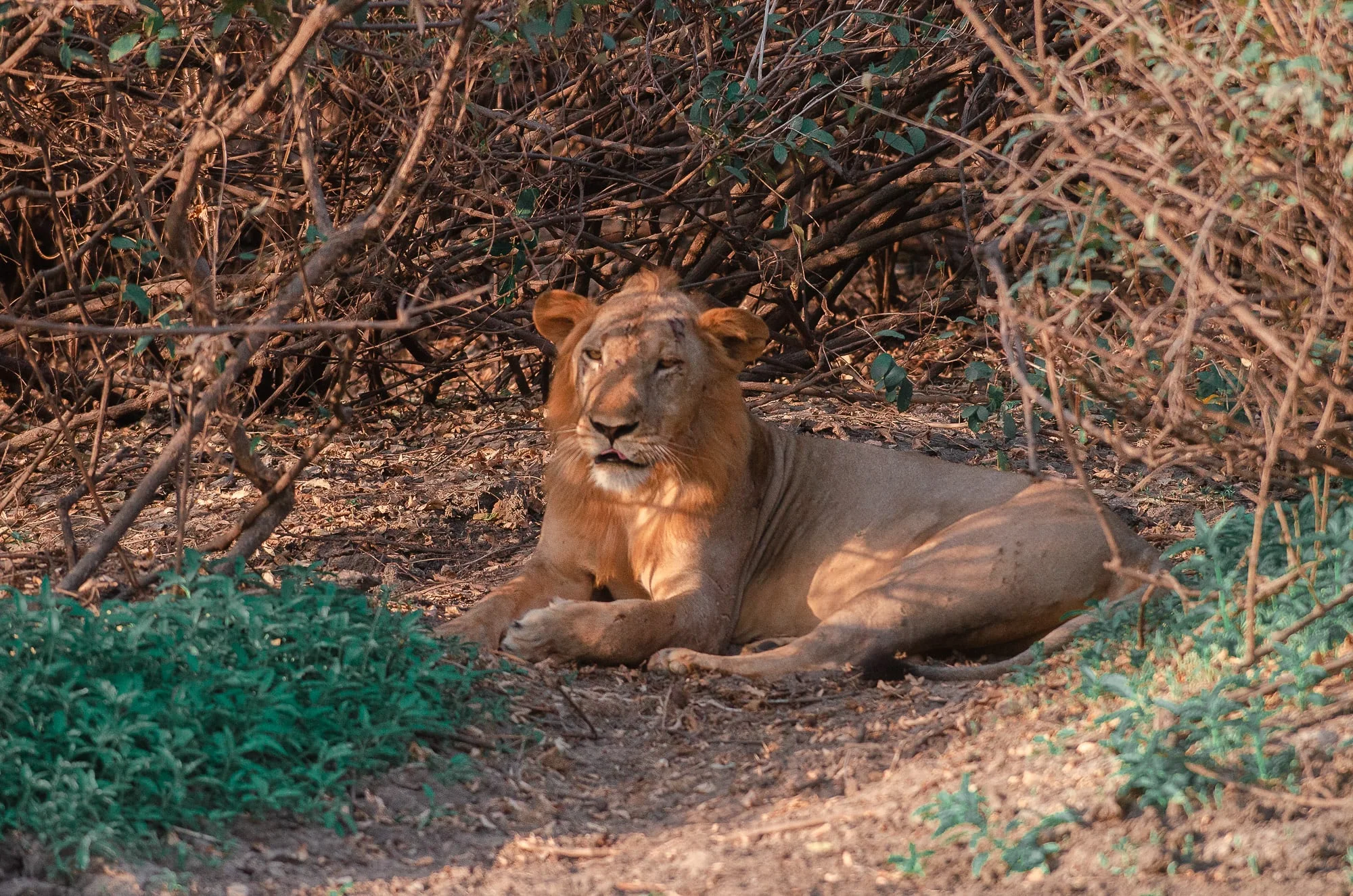 Tanzania is believed to hold a large portion of remaining wild lion range and numbers. However, only few large-scale surveys have been repeatedly conducted in Tanzania, mainly in n