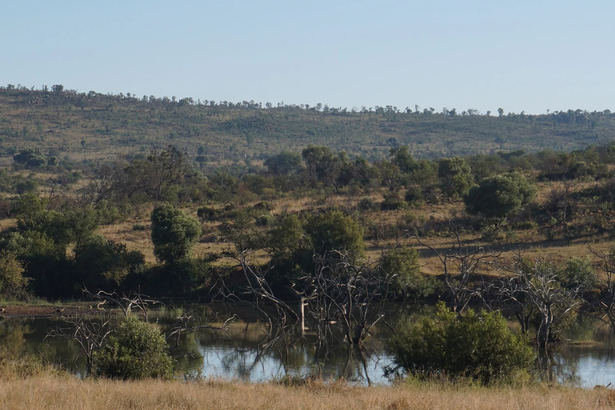 Dawn over a waterhole in Pilanesberg National Park, South Africa