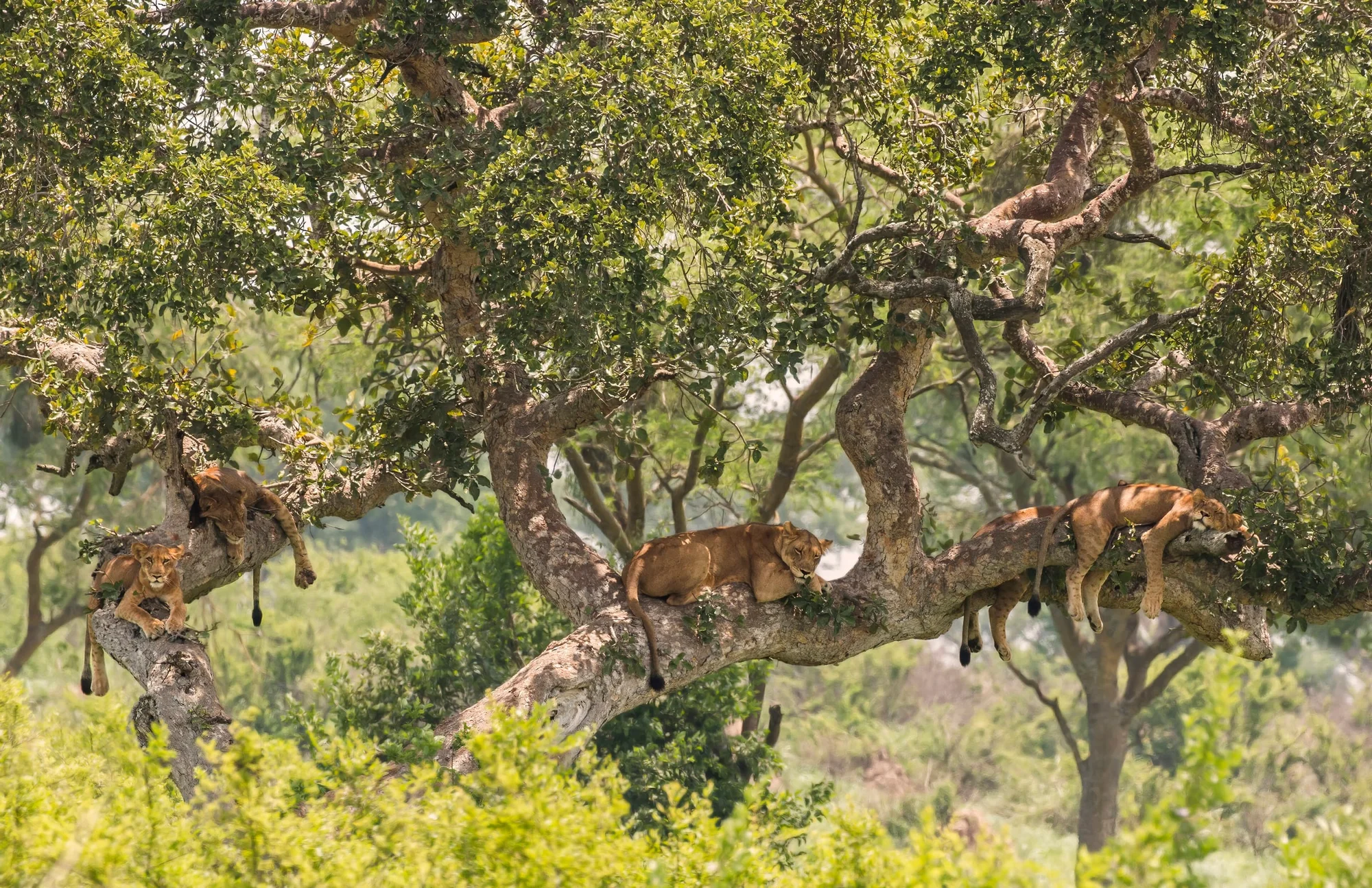 Tree-climbing lions ( Panthera leo ), Ishasha, Queen Elizabeth National Park, Uganda