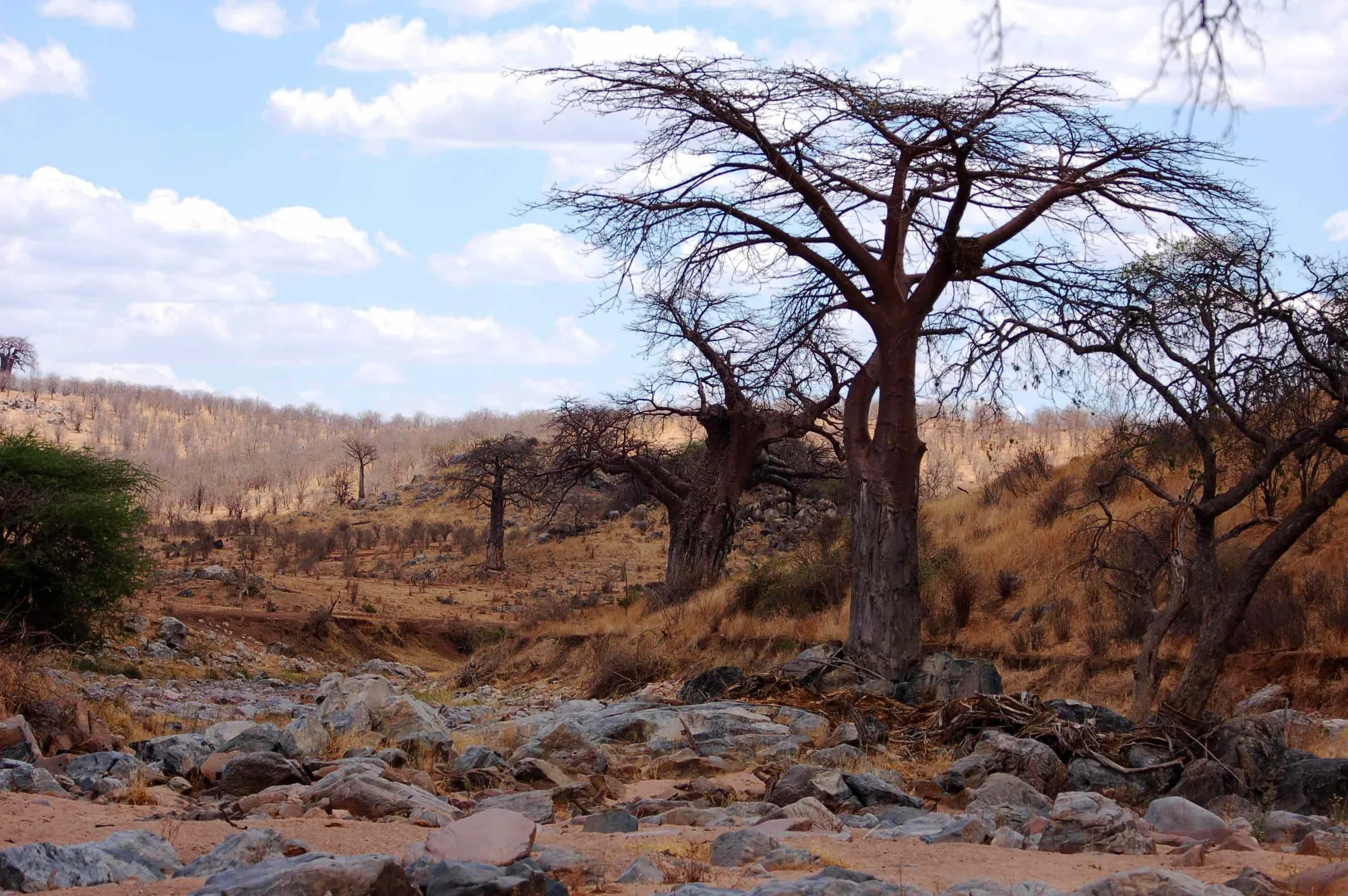 Dry Ruaha River , Ruaha National Park, Tanzania.