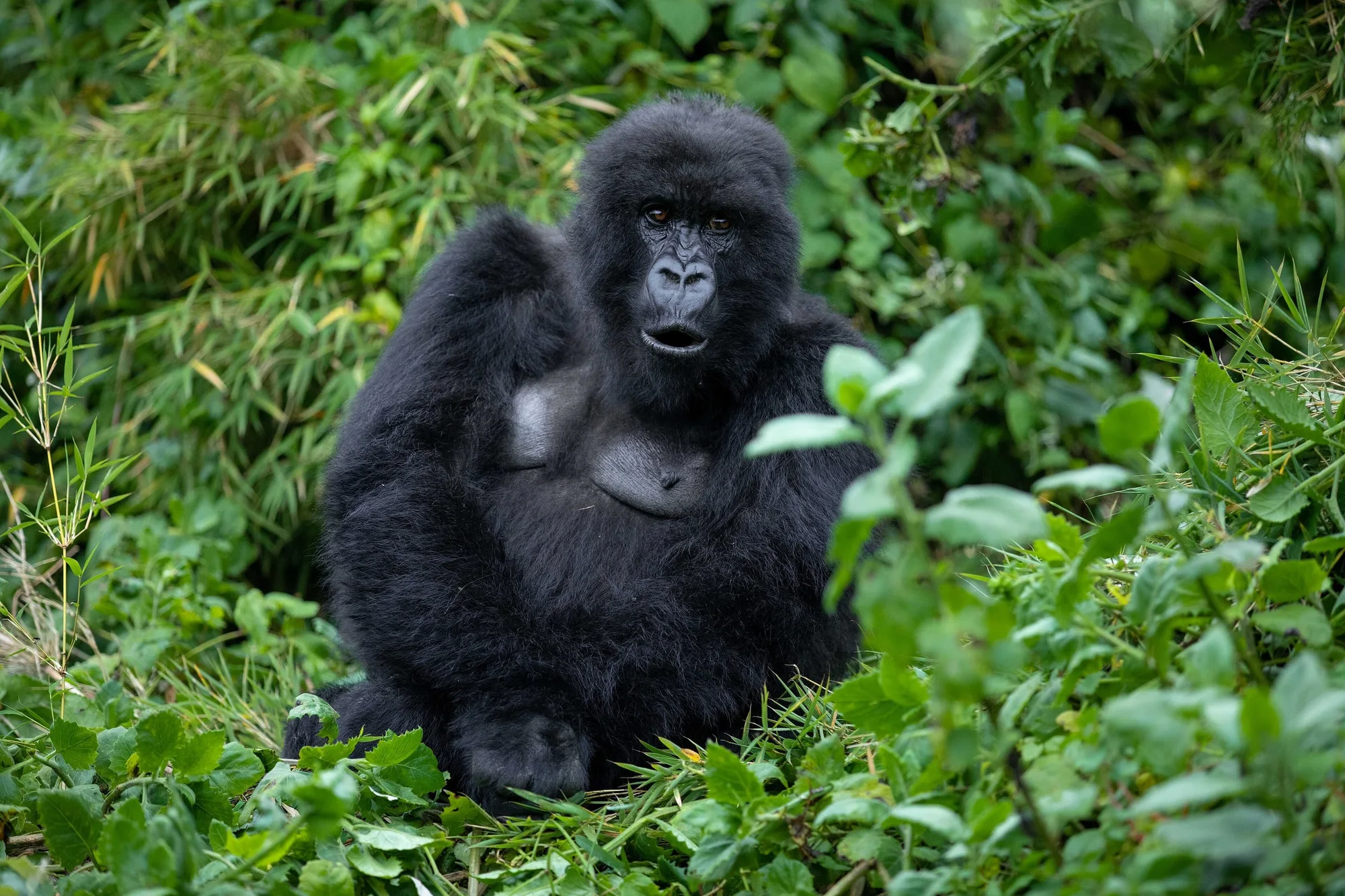 Mountain gorilla from Susa Group in Karisimbi thicket of Volcanoes National Park in Rwanda on December 1, 2019. Volcanoes National Park is the home of the largest population of Mou
