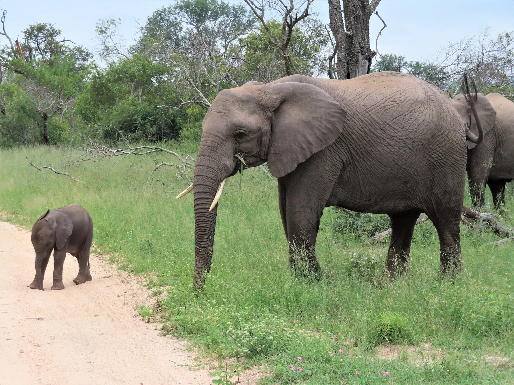 Elephant mother with young at Sabi Sand Private Game Reserve, South Africa (March 2019)