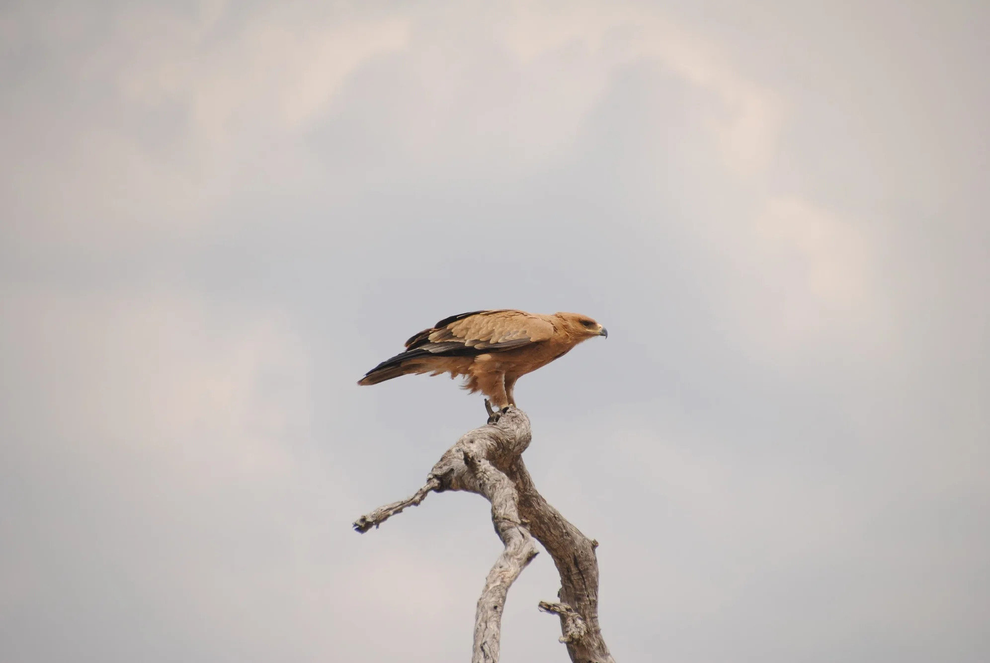 Eagle in Savuti - Botswana