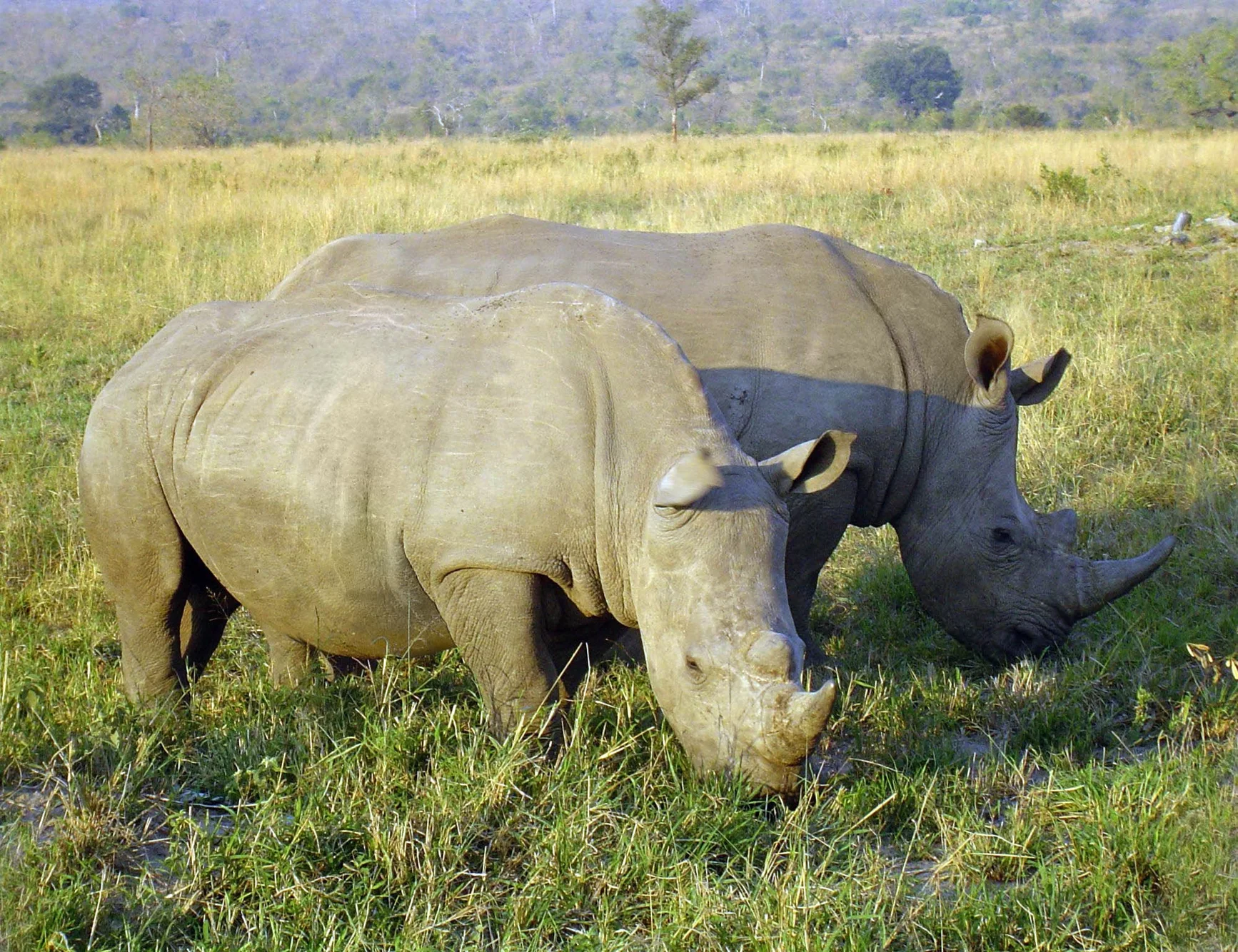 A photo taken of Rhinoceros eating in a national park in South Africa.
