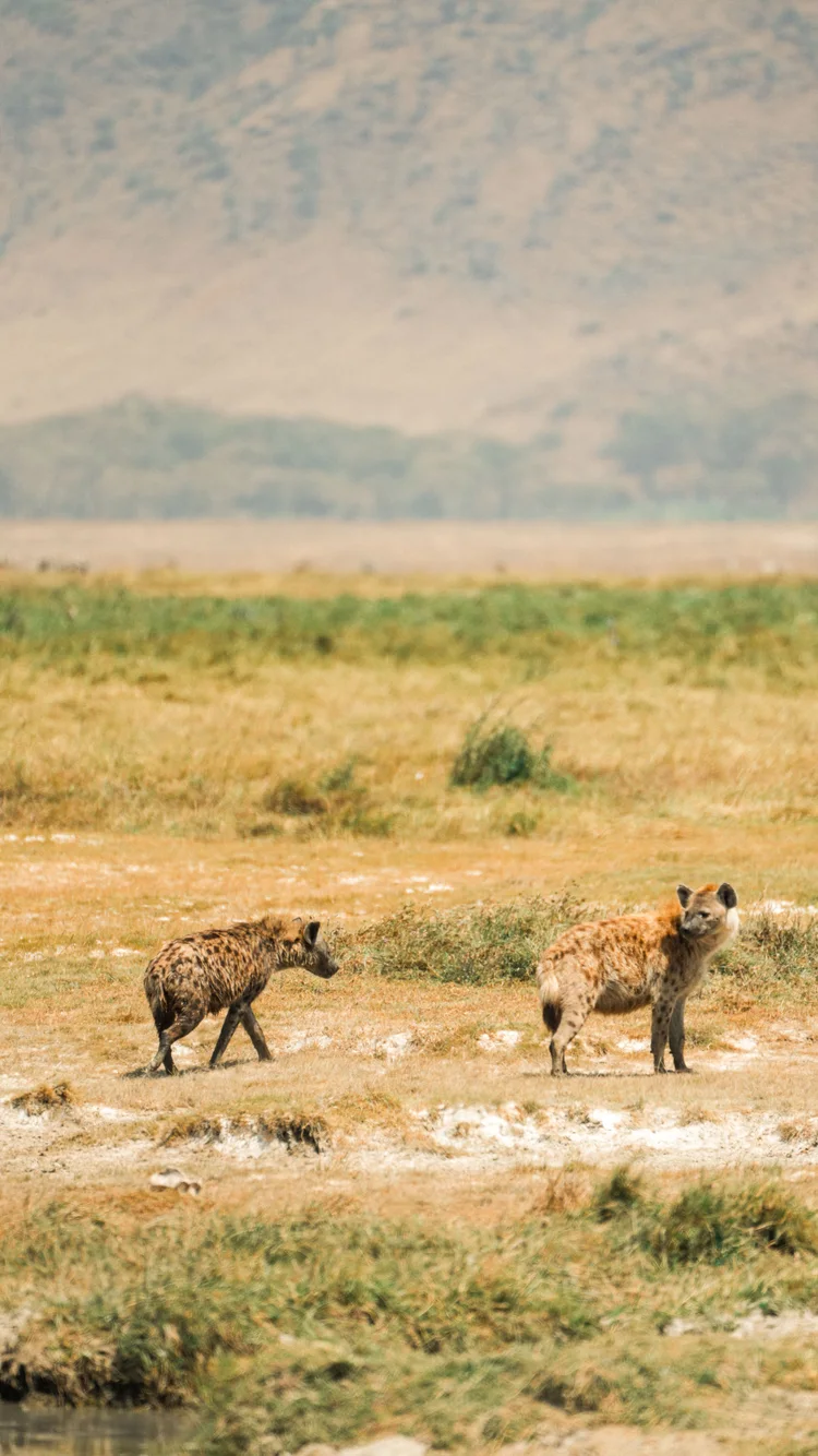 Wildlife on a Tanzania safari