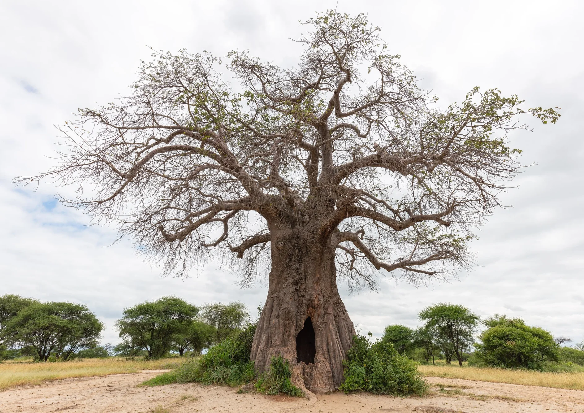 African baobab ( Adansonia digitata ), Tarangire National Park, Tanzania