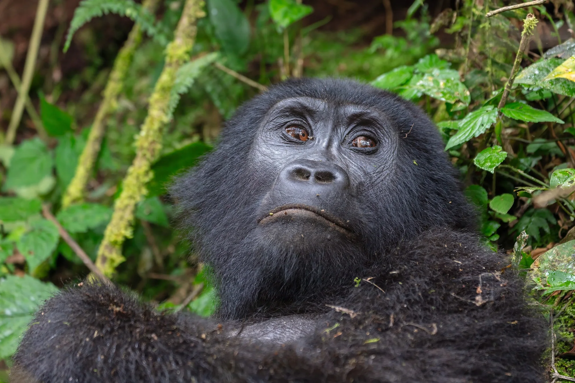 Mountain gorilla ( Gorilla beringei beringei ), Bwindi Impenetrable National Park, Uganda