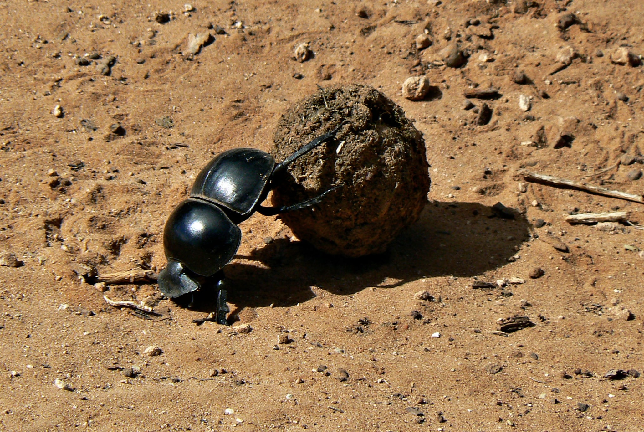 The Flightless Dung Beetle (Circellium Bachuss) at Addo Elephant National Park, South Africa