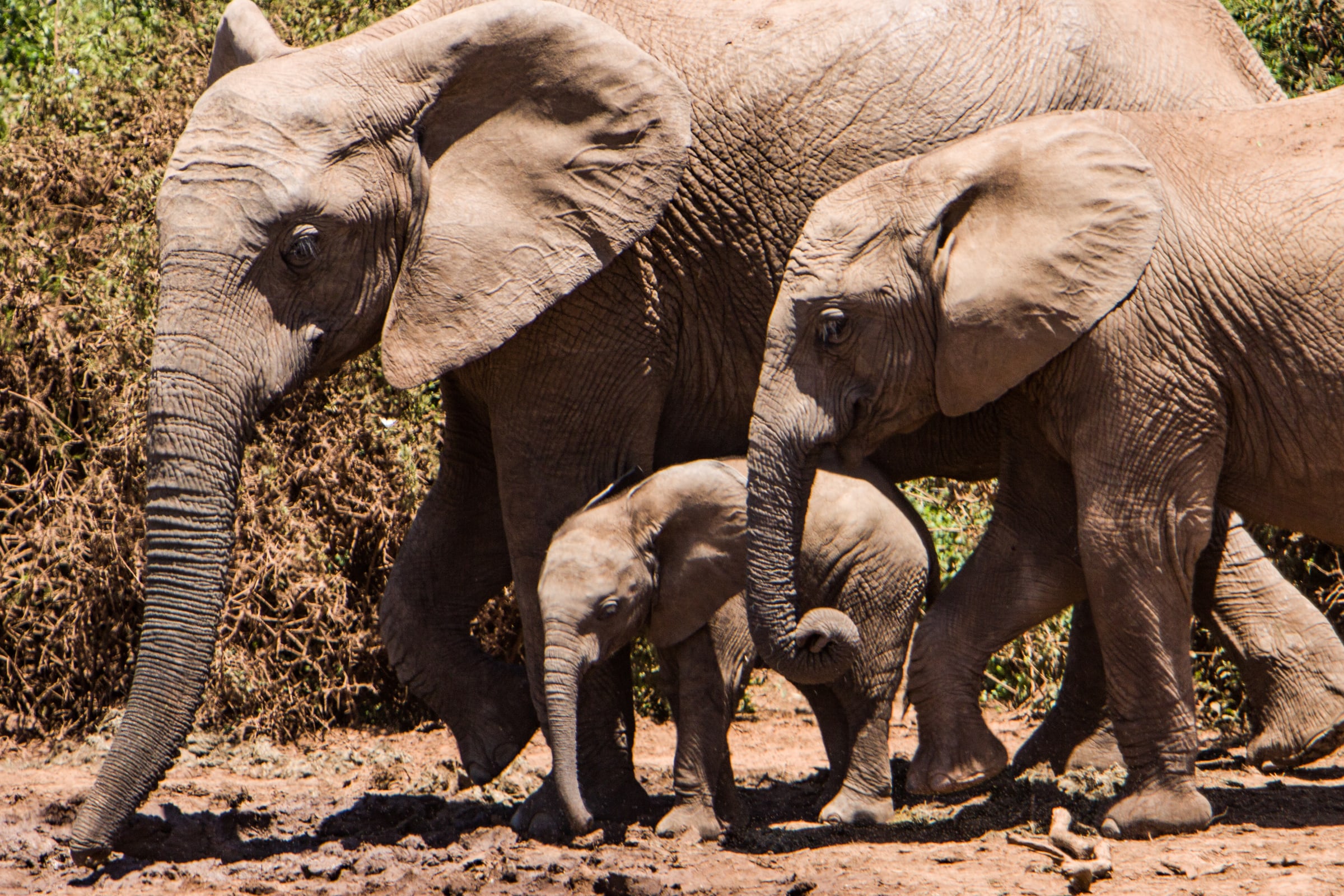 Addo Elephant National Park, South Africa