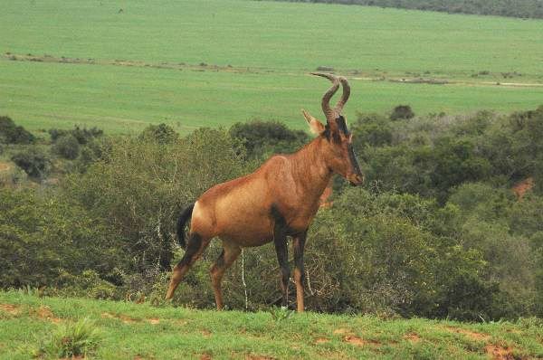 Addo Elephant National Park, South Africa