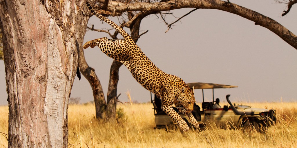 A leopard in Akagera National Park, Rwanda