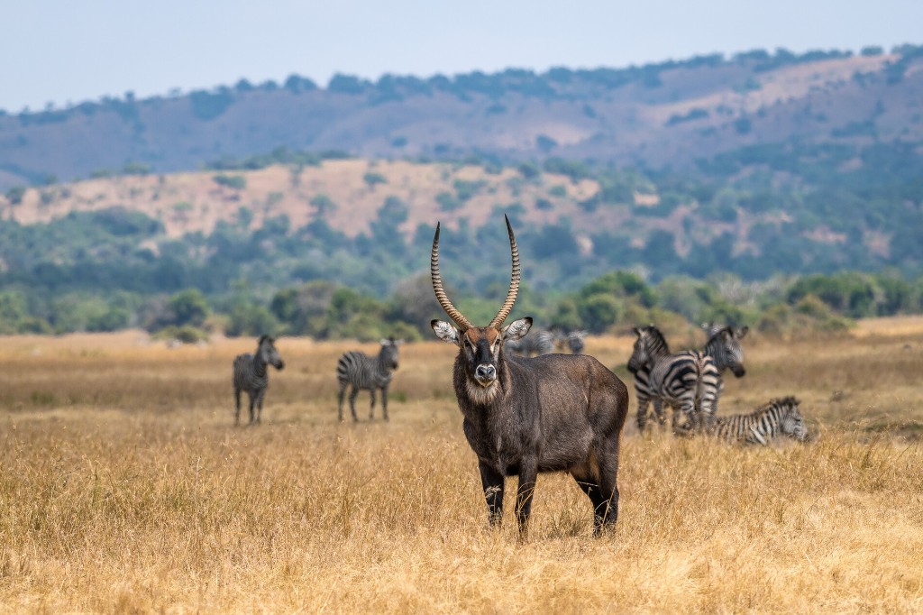 Floodplain and grazing herds in Akagera