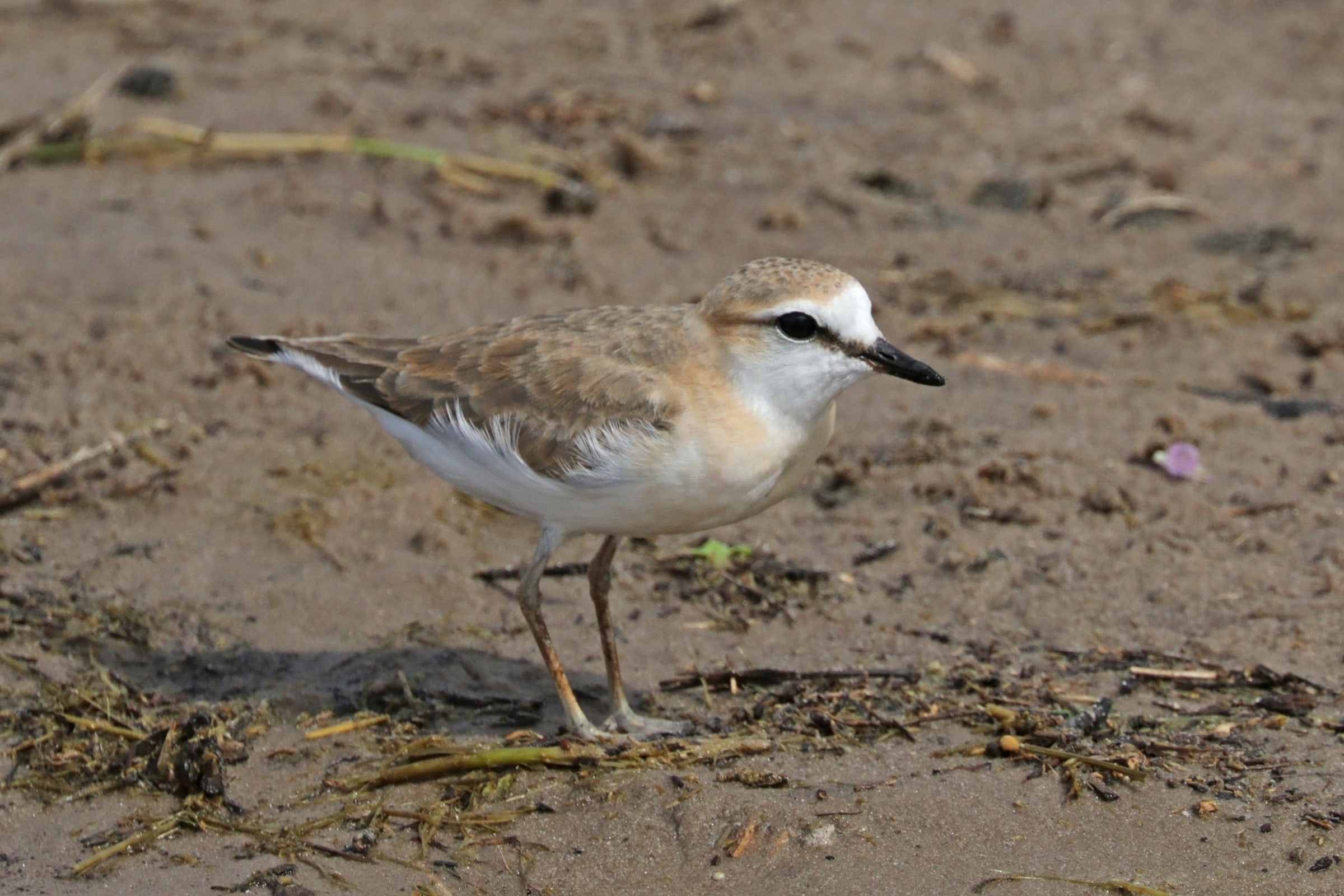White-fronted plover ( Charadrius marginatus ) juvenile, Chobe National Park, Botswana