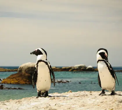 African penguins at Boulders Beach, Cape Peninsula