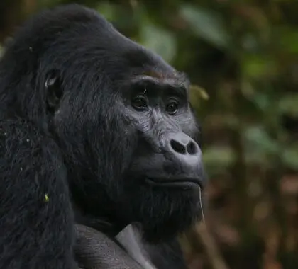 Gorilla Safari Lodge, Bwindi, Uganda