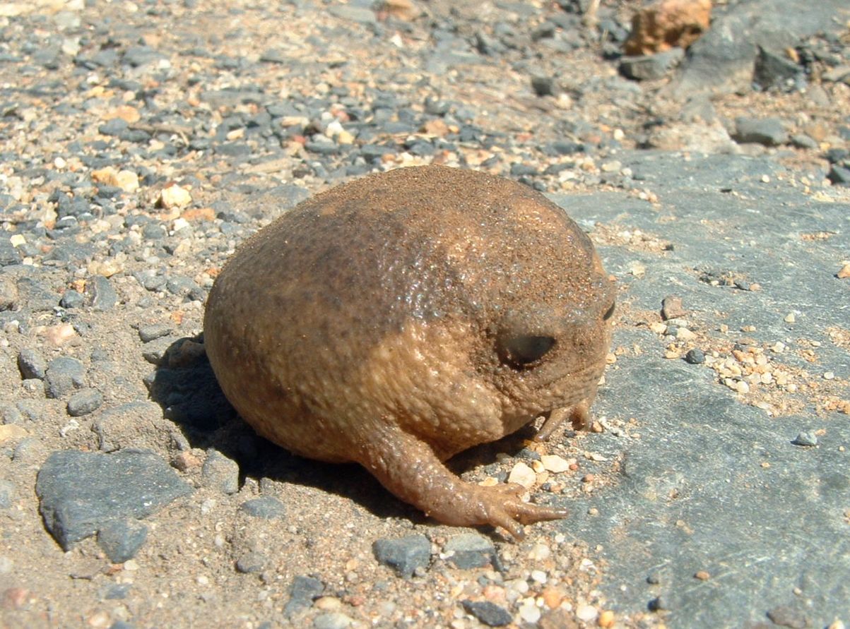 Breviceps gibbosus. The Cape Rain Frog. South Africa.