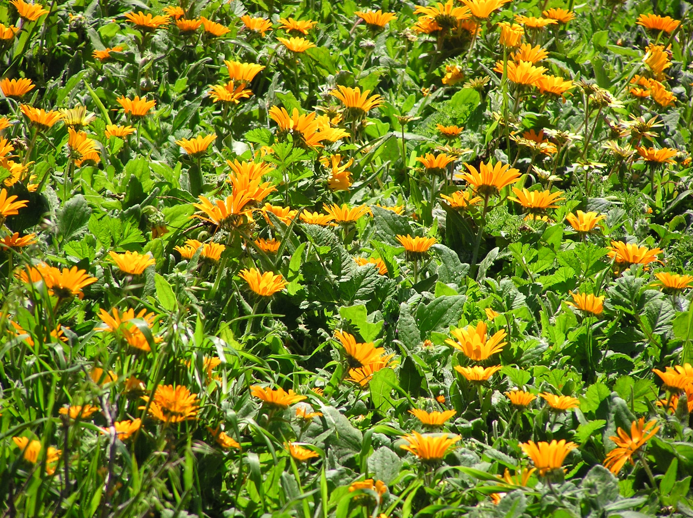 Wildflowers in Spring, West Coast National park, Western Cape, South Africa