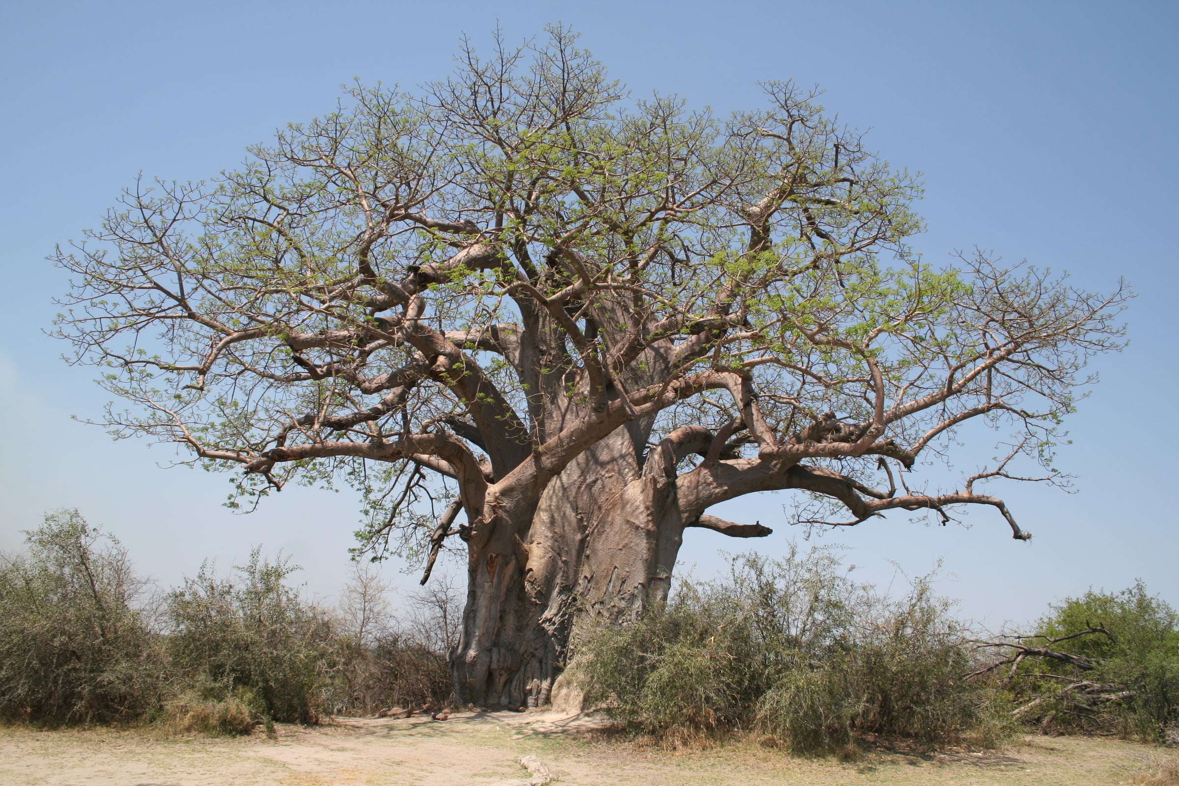 A Baobab tree, Adansonia digitata , at Mahango National Park, Okavango Delta, Namibia.