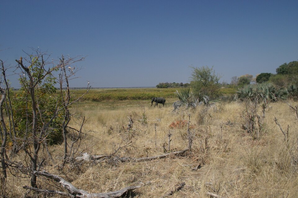 Landscape, Mahango National Park