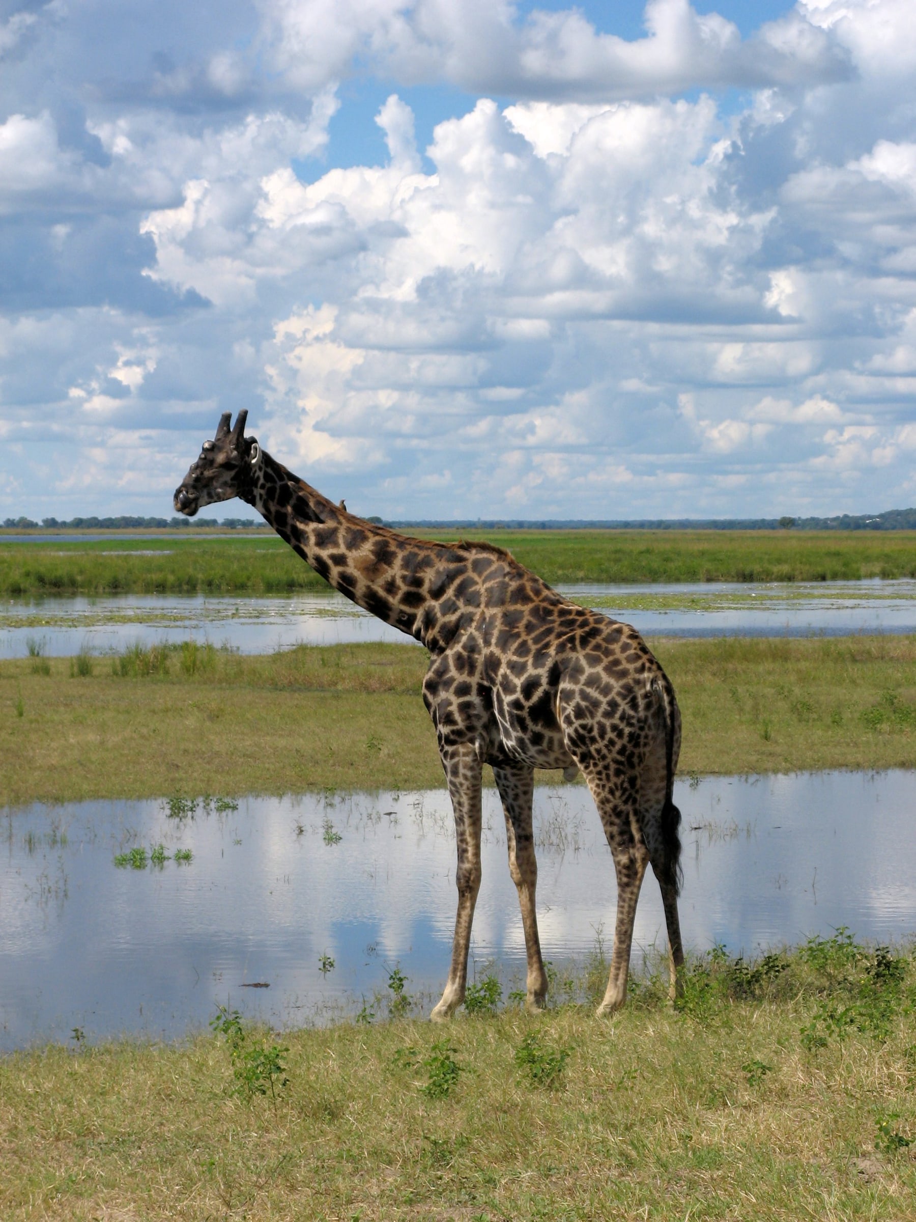 A giraffe in Chobe national park, Botswana