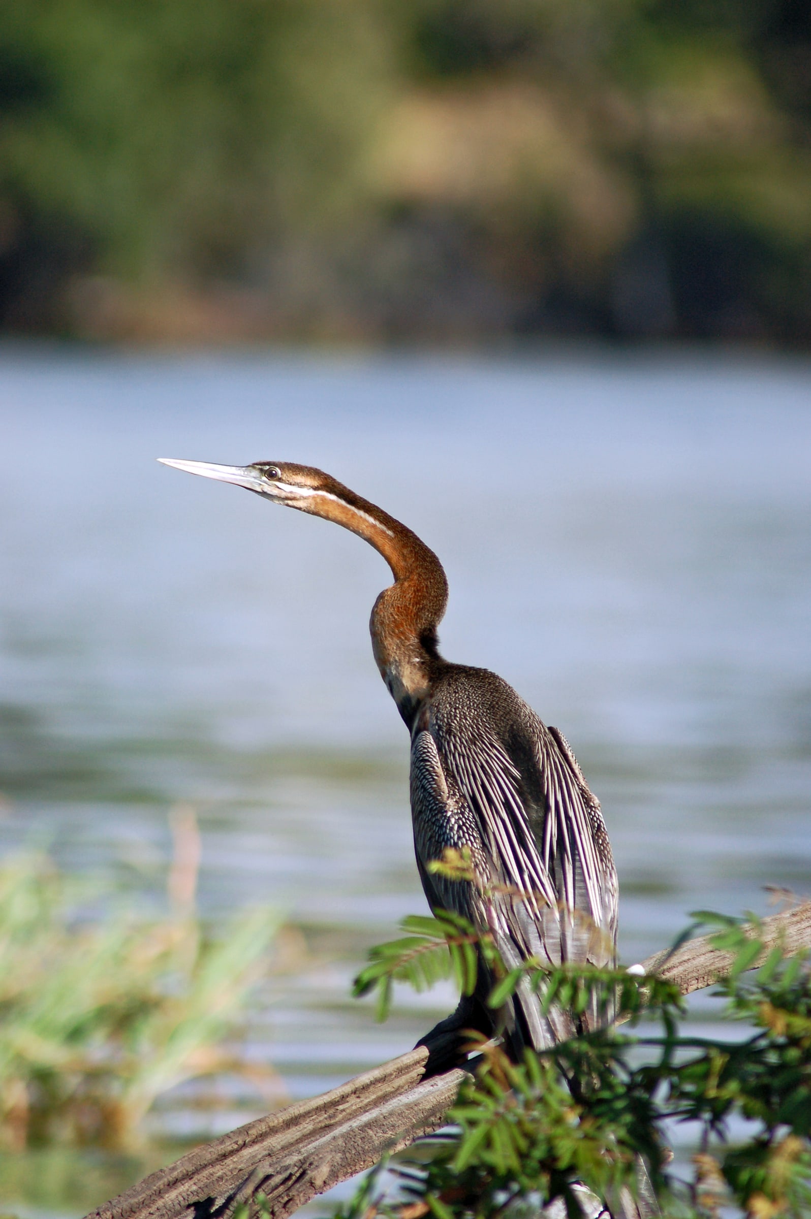 An African Darter on Chobe River front, Botswana.